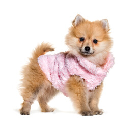 Spitz posing with a pink shirt