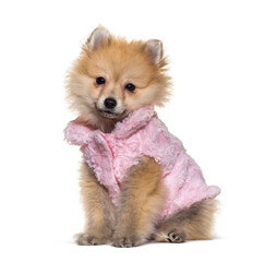 Obraz premium Spitz posing with a pink shirt