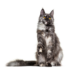 White and grey Maine coon sitting, isolated on white. Yellow eyes