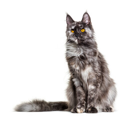 White and grey Maine coon sitting, isolated on white. Yellow eyes