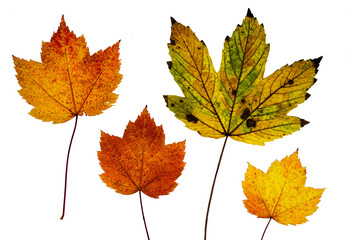 Ahorn Blätter Herbst grün orange gelb isoliert auf weiss