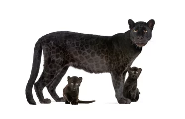 Rucksack Black Leopard with her cubs, isolated © Eric Isselée