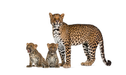 Spotted leopard with her two cubs isolated