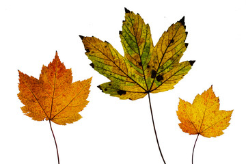 Ahorn Blätter Herbst grün orange gelb isoliert auf weiss