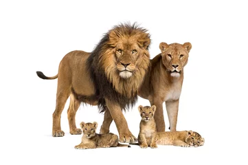 Türaufkleber Familie von Löwen, Erwachsenen und Jungen, isoliert. Wilde Katze © Eric Isselée