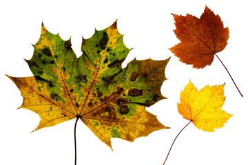 Ahorn Blätter Herbst grün orange gelb isoliert auf weiss