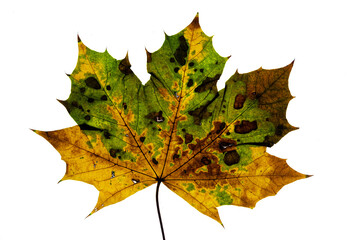 Ahorn Blatt Herbst grün, gelb braun isoliert auf weiss