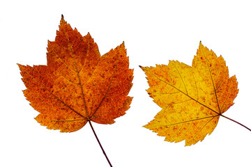 Ahorn Blätter Herbst orange gelb isoliert auf weiss