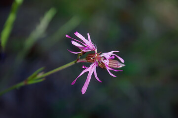Morning field background with wild flowers. Wild flowers in a meadow nature.