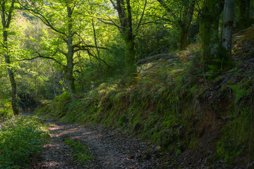 A forest path runs through an oak forest
