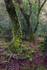 An oak tree with the trunk covered in moss
