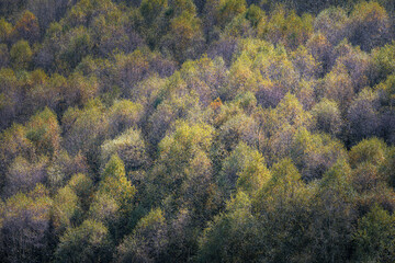 Background with autumn foliage texture of yellowish and ocher tone