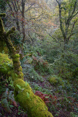 Fairy tale scene among the dense vegetation of an oak  forest