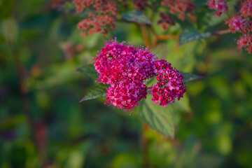 Morning field background with wild flowers. Wild flowers in a meadow nature.