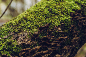Moss on the old tree in emerald green forest. Selective focus. Shallow depth of field.
