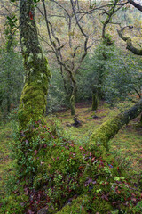 Fototapeta na wymiar Mosses and ferns between twisted trunks