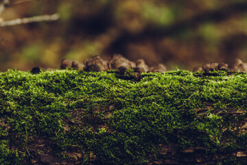 Moss on the old tree in emerald green forest. Selective focus. Shallow depth of field.
