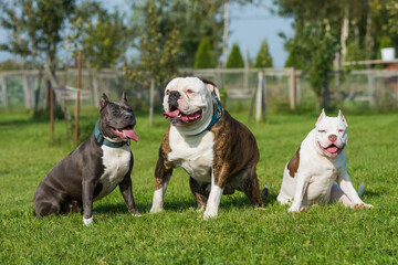 Three dogs American Bully puppy, American Staffordshire Terrier and American Bulldog