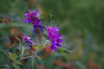Morning field background with wild flowers. Wild flowers in a meadow nature.