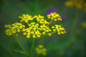 Morning field background with wild flowers. Wild flowers in a meadow nature.