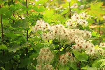 spring in the garden,wallpapers,blume, natur, green, pflanze, baum, aufblühen, frühling, blatt, blatt, ast, weiß, garden, sommer, chestnut, flora, blume, busch, gelb, obst, park, laub, auflösungszeich