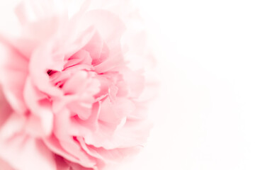 Fototapeta na wymiar Pink large peony bud or cloves on a white background as a blank for advertising text
