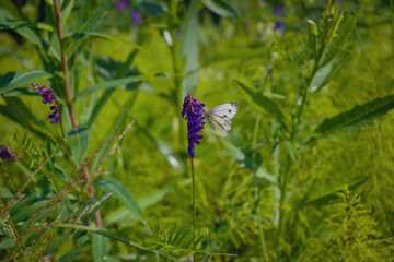 Morning field background with wild flowers. Wild flowers in a meadow nature.