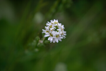 Morning field background with wild flowers. Wild flowers in a meadow nature.