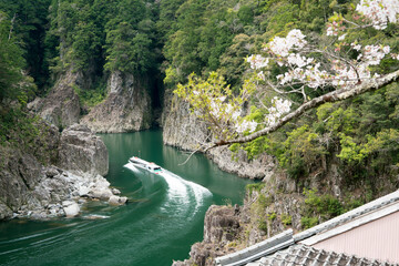 Obraz na płótnie Canvas 桜咲く春の瀞峡と観光船