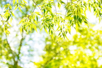 Green leaves on abstract soft sunny background