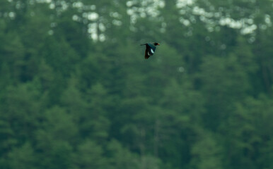 飛ぶ鳥　ブッポウソウ