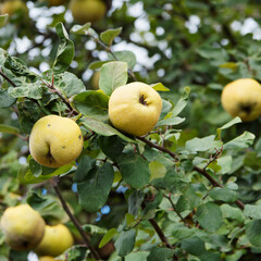 (Cydonia oblonga) Cognassier ou poire de Cydonie à fruits jaune doré en forme de poire ou pomme charnue et duveteuse 