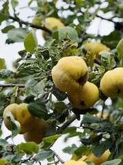 Gros plan sur coings ou pommes de Cydon, fruit duveteux, jaune doré du cognassier au feuillage vert amande à blanc argenté 