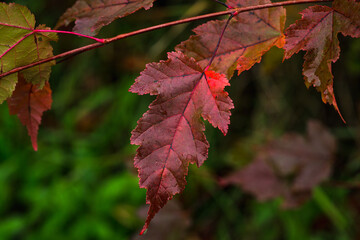 Fototapeta premium Maple branches with few colorful leaves in end of fall. Selective focus. Shallow depth of field. 