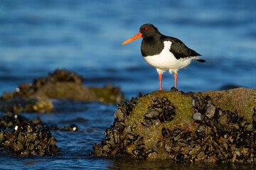 Ostrero euroasiático (Haematopus ostralegus), ave marina sobre la roca en Noruega.