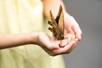 cute little girl holding living beautiful butterfly on her hand