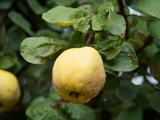 Gros plan sur un coing ou pomme de Cydon, fruit duveteux, jaune doré du cognassier au feuillage...