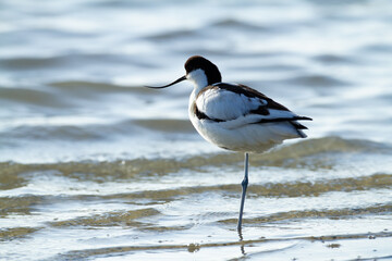 Avoceta ( Recurvirostra avosetta), sobre la laguna en el Parque Nacional de Doñaña, Huelva (España). 