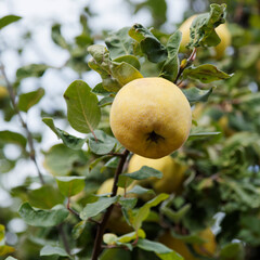 Gros plan sur un coing ou pomme de Cydon, fruit duveteux, jaune doré du cognassier au feuillage vert amande à blanc argenté 