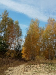 Fototapeta premium autumn in the forest