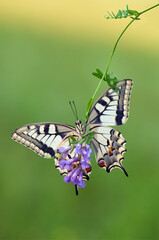 Wonderful butterfly Papilio machaon   on a forest flower in a forest glade