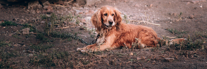 A charming brown Spaniel with long shaggy ears lies on the ground and feels sad. A red Spaniel from the shelter lies on a chain next to his box.