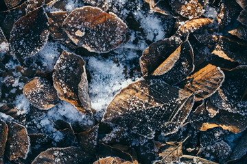 frozen leaves on forest ground, nature detail