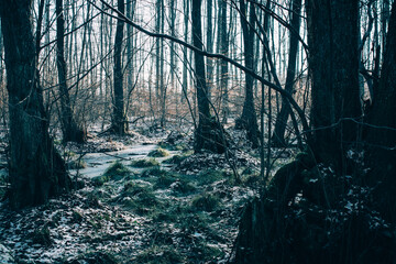 mysterious landscape, cold weather dark woods