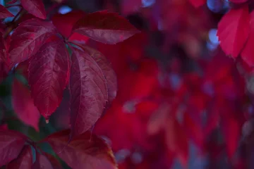 Fotobehang wilg grapes red autumn leaves close-up © Marina