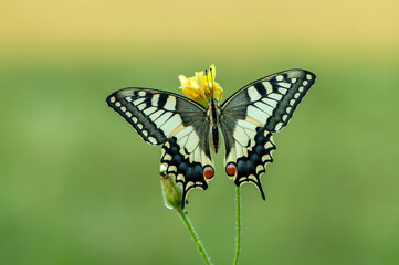 Obraz na płótnie Canvas Wonderful butterfly Papilio machaon spread its wings on a summer day.