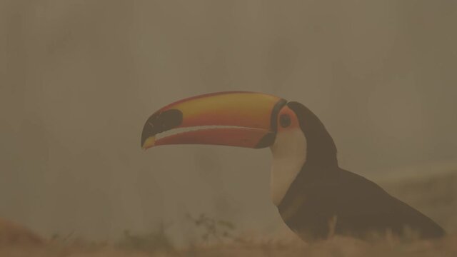 Closeup of toucan eating on the floor after wildfire in Brazil Amazon, landscape is full of smoke