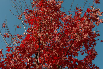 bright autumn red leaves on blue sky background