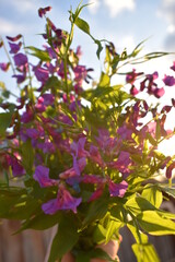 полевые цветы 