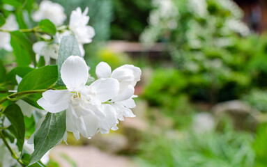 Close up of jasmine flowers in the japanese garden. White jasmine flowers grow on the branches of a bush  in summer. Shallow depth of field